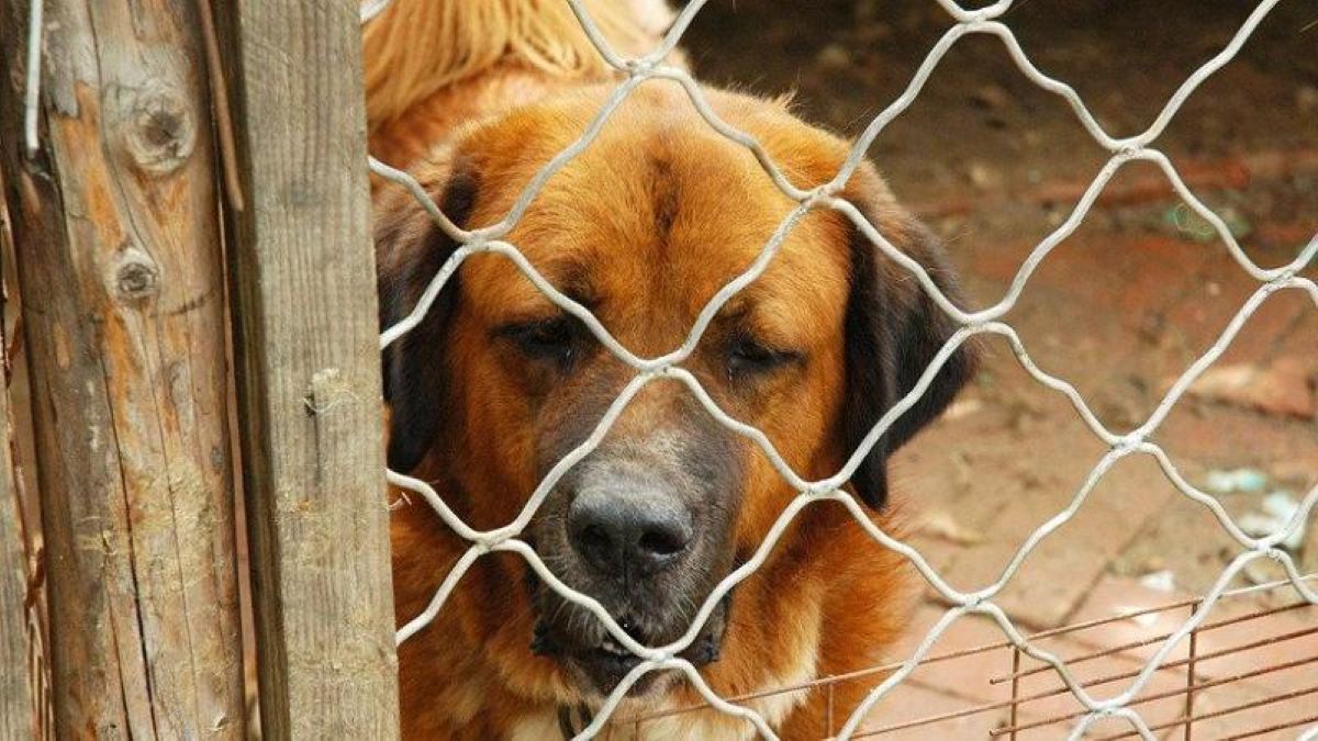 ▷ I Migliori Box Per Cani. Comparazione Di Febbraio 2024